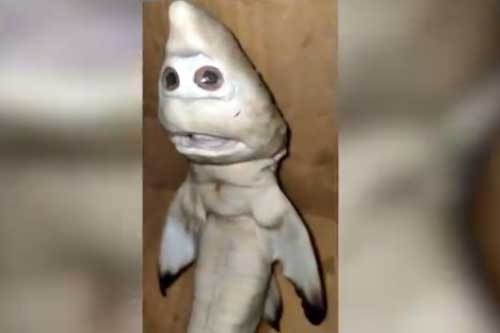 Ngư dân Indonesia bắt được cá mập đột biến có hình mặt người