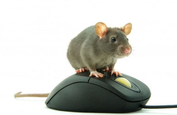 Vì sao chuột máy tính lại được gọi là...'chuột', thay vì tên của một loài động vật khác?