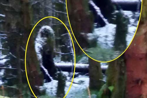 Chụp được quái vật Bigfoot khi dắt chó đi dạo trong rừng?