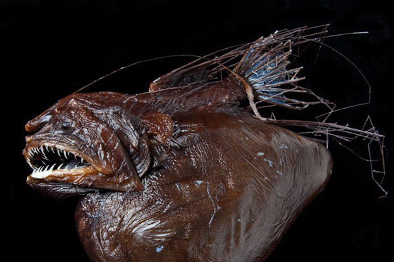 5 loài động vật có đời sống 'mây mưa' bạt mạng và hết mình nhất thế giới tự nhiên