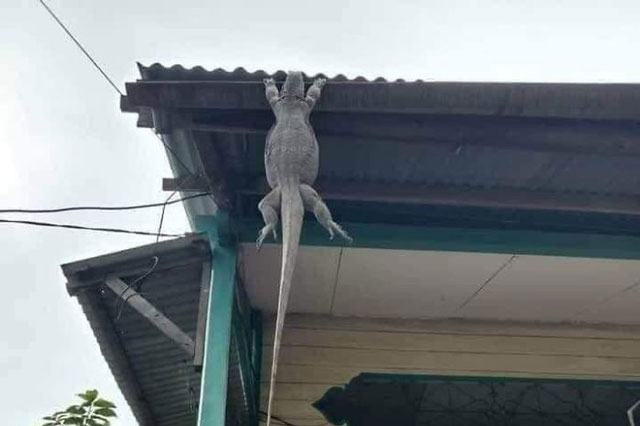 21 lần động vật khiến con người phải phì cười: Con vật trong bức ảnh số 10 quá thông minh