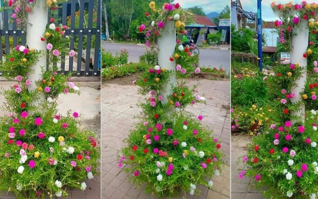 Hoa mười giờ thì chẳng lạ gì, nhưng chỉ cần biến tấu một chút đảm bảo góc vườn của bạn sẽ vô cùng độc đáo, ai nhìn cũng mê!