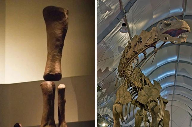 Mở mang tầm mắt với 8 mẫu hóa thạch kỳ lạ, cái cuối cùng khiến ta vừa sợ vừa tò mò