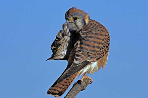 Những khoảnh khắc hài hước nhất của các loài động vật