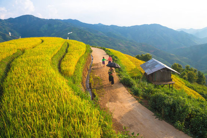 Mê đắm trước cảnh đẹp khó quên của 'mùa vàng Bắc Yên'