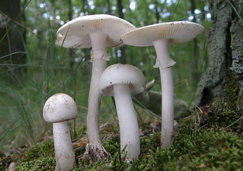 Ngắm loài "nấm thần chết" ở Việt Nam