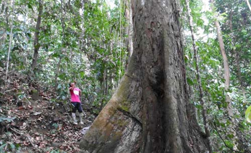 Phát hiện ra loài cây nhiệt đới cao nhất thế giới