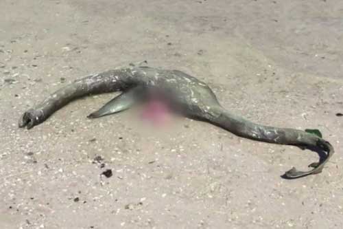 Quái vật hồ Loch Ness đã qua đời?