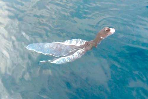 Tìm thấy 'quái vật' có hình thù kỳ lạ trên biển Bình Thuận