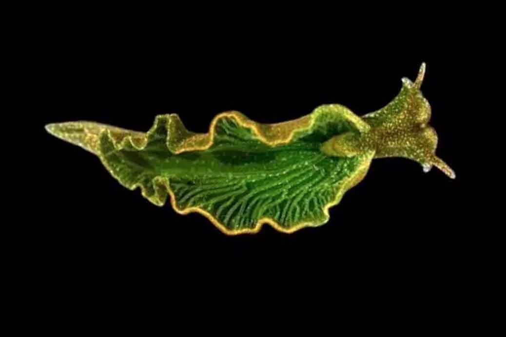 Nếu như bạn vẫn không biết tẹo nữa ăn gì thì đây là loài động vật chỉ cần phơi người ra nắng cũng có thể no căng bụng