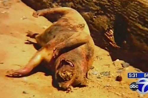 Phát hiện xác ‘quái vật’ bí hiểm tại New York