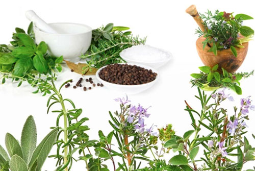 Những bài thuốc nam hỗ trợ chữa viêm dạ dày hiệu quả