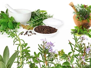 Những bài thuốc nam hỗ trợ chữa viêm dạ dày hiệu quả