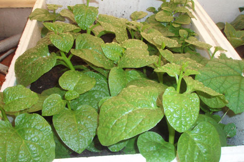 Cách trồng rau mùng tơi đơn giản cho hộ gia đình