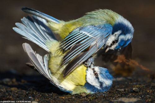 Chim xinh đẹp đổ máu, đánh nhau vì điều bất ngờ