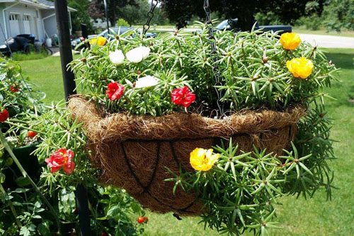 Mách bạn vài bước kỹ thuật trồng hoa mười giờ bằng hạt dễ và chuẩn nhất