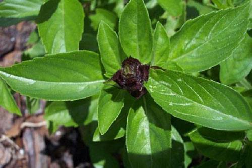 Cách trồng rau húng quế tại nhà xanh non, mập mạp it ai biết