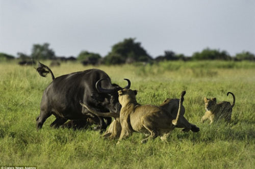Trâu rừng mẹ tử chiến bầy sư tử cứu con: Kết thảm