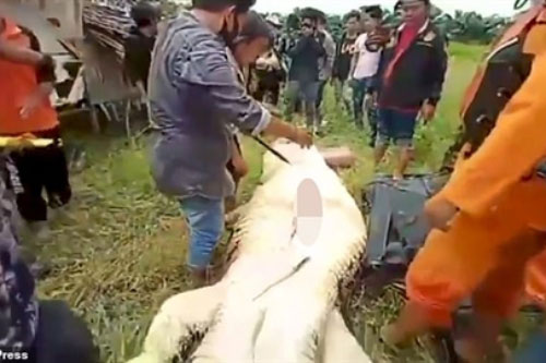 Mổ bụng cá sấu khổng lồ phát hiện điều thảm thương