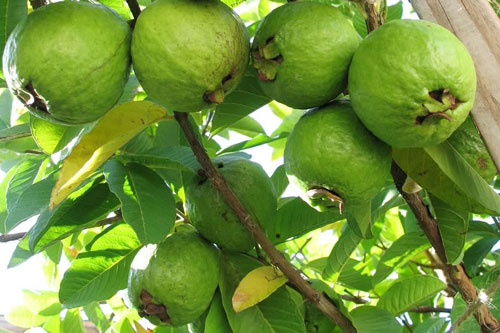 Tại sao ăn ổi xanh lại bị táo bón?