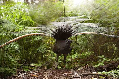 Loài chim có phong cách "tán gái" vô địch thiên hạ: Khi tình yêu rốt cục cũng chỉ là một cú lừa cay đắng