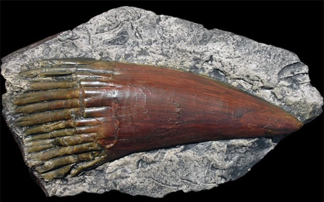 Rhizodus Hibberti: Loài cá quái vật thời tiền sử, sinh vật bá chủ vùng nước ngọt - Ảnh 3.