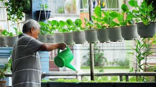Cần chú trọng tưới nước trong kỹ thuật trồng cây rau sạch tại nhà