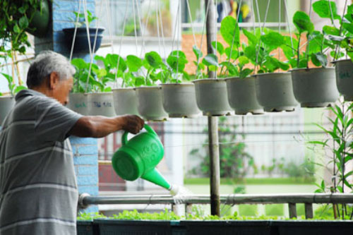 Kỹ thuật trồng rau sạch trong chậu xốp tại nhà đơn giản