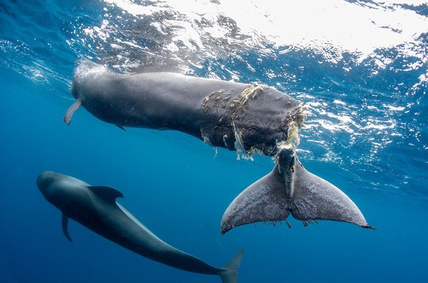Bức ảnh cá voi mất đuôi khiến người xem nhói lòng: Dù vô tình hay hữu ý, lỗi vẫn là ở con người