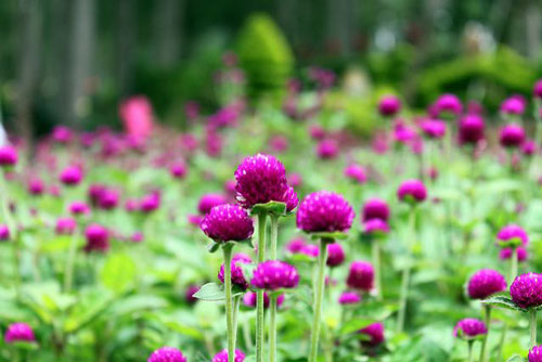 Kỹ thuật trồng hoa cúc Bách Nhật cho vườn nhà luôn rực rỡ sắc hương