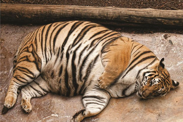 Những con vật mang bụng bầu nặng nề nhìn đến thương: Dù là con người hay loài vật, thiên chức làm mẹ luôn là điều thiêng liêng cao quý