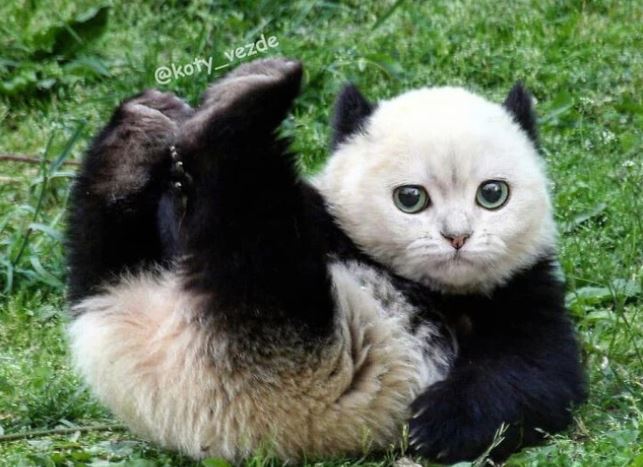 Loạt ảnh ghép mặt mèo vào body 500 anh em động vật khác, càng xem càng thấy sai trái