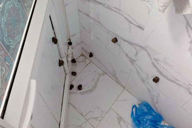 Cô gái dậy đi vệ sinh bất ngờ thấy nhiều con vật đen sì bò lổm ngổm trên tường, biết được nguyên nhân ai nấy đều hú hồn