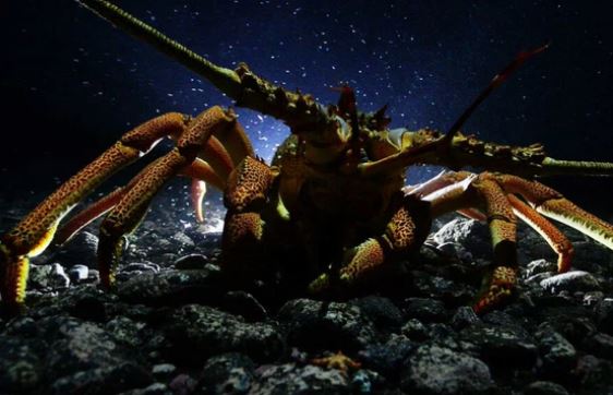 7 loài sinh vật bất tử, sở hữu skill 'cải lão hoàn đồng' đang tồn tại trên Trái Đất