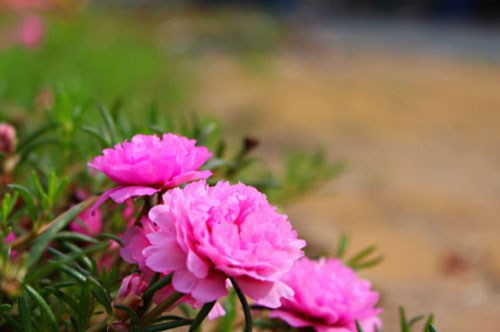 Vay nợ hàng trăm triệu không trả nhưng đi mua sắm, du lịch sang chảnh