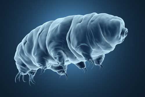 'Choáng váng' với khả năng nhịn ăn cực lâu của các loài động vật