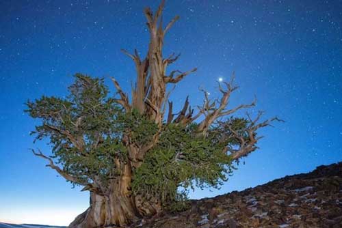 Khám phá 7 cây có tuổi thọ ‘khủng’ nhất thế giới từng được con người phát hiện