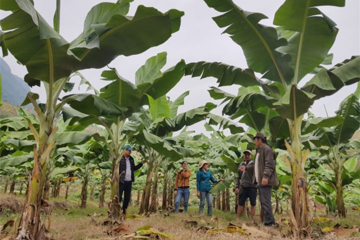 Chuối tiêu hồng – cây trồng thay đổi cuộc sống người dân Sơn La