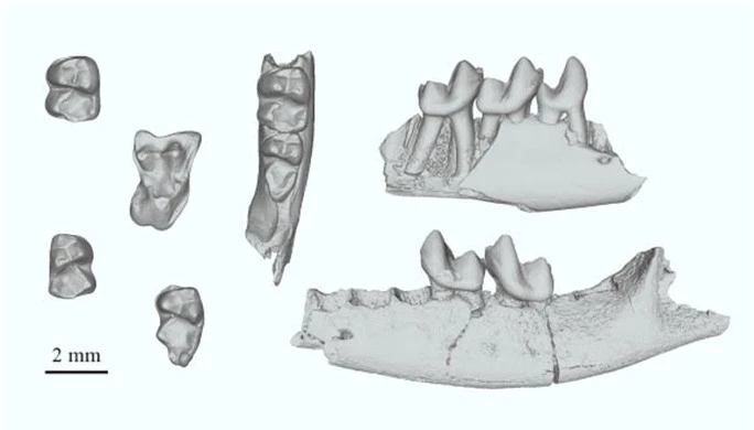Phát hiện tổ tiên 65,9 triệu tuổi của chúng ta, giống… chuột - Ảnh 1.