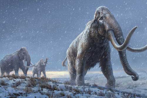 Giải mã ADN từ voi ma mút sống cách đây gần 1,2 triệu năm