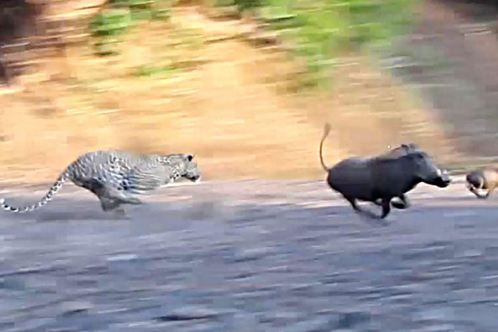 Báo hoa mai thể hiện kỹ năng chạy cực nhanh, truy bắt đàn lợn rừng