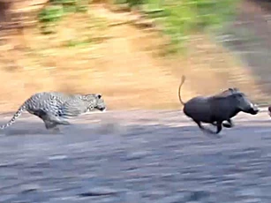 Báo hoa mai thể hiện kỹ năng chạy cực nhanh, truy bắt đàn lợn rừng