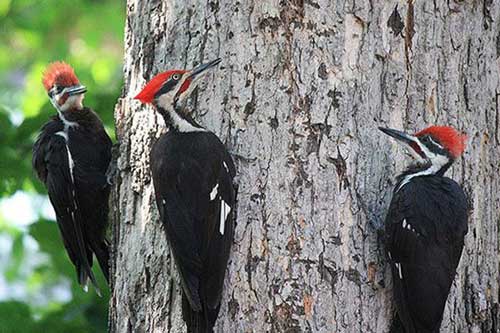 Vì sao chim gõ kiến thích mổ gỗ?