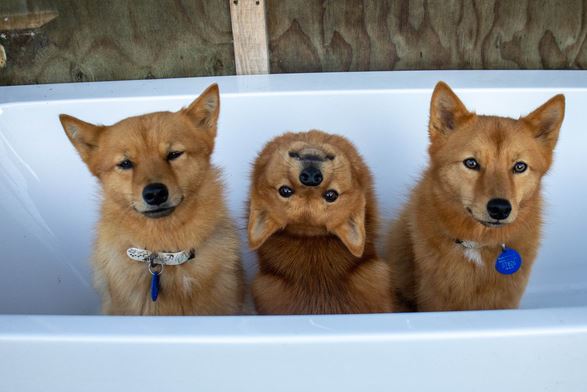 Chú chó sở hữu tuyệt kỹ của loài cú, biết vặn đầu 180 độ ra sau lưng khiến bà con xóm phố sợ chết khiếp