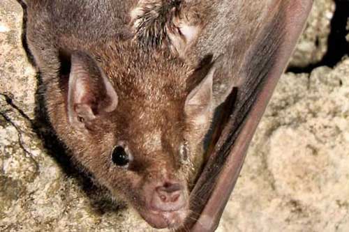 Giải mã bí ẩn về cách dơi tìm kiếm bạn tình trong bóng đêm