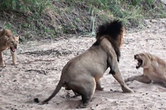 Ngứa mắt trước bầy sư tử cái ăn uống không có phép tắc, sư tử đực đầu đàn ra tay "dạy dỗ"