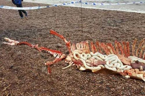 Bộ xương động vật trôi dạt vào bờ hồ Loch Ness được cho là quái vật trong huyền thoại