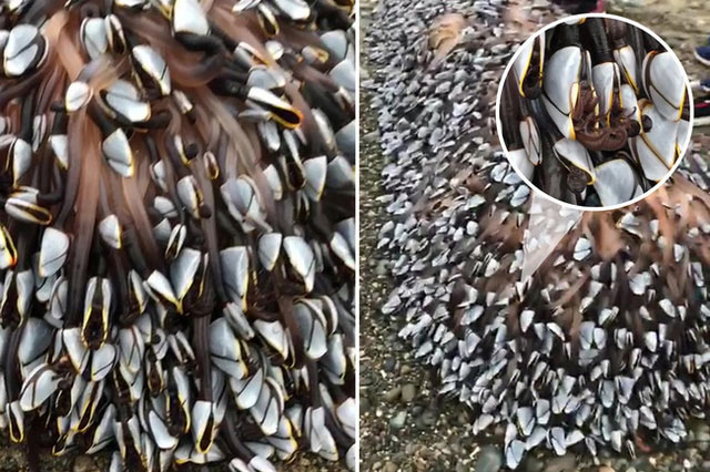 Đi biển gặp sinh vật lạ trông như "quái vật" ngoài hành tinh, người đàn ông sợ hãi nhưng không ngờ nó là quà tặng từ đại dương trị giá 1,5 tỷ đồng