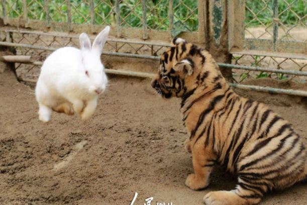 Sở thú thả thỏ vào chuồng cho hổ ăn: Hôm sau quay lại, cảnh tượng trước mắt khiến họ kinh ngạc