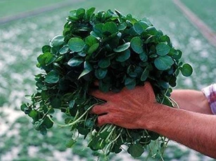 Ăn rau này mỗi ngày giúp phòng ung thư hiệu quả
